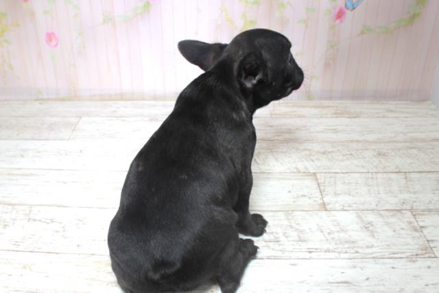 北海道のフレンチブルドッグ (Coo&RIKU帯広店/2025年11月11日生まれ/女の子/ブリンドル)の子犬の4枚目の画像