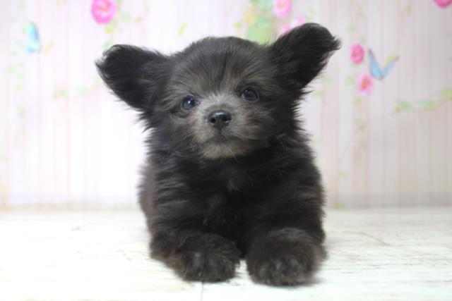 千葉県のチワプー/プーチー(チワワ×プードル) (Coo&RIKU南柏店/2025年11月12日生まれ/男の子/ブラック)の子犬