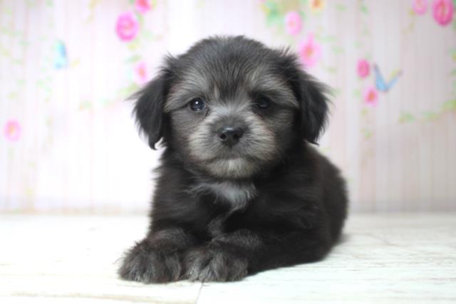 北海道のチワプー/プーチー(チワワ×プードル) (Coo&RIKU室蘭店/2025年11月12日生まれ/女の子/ブラック)の子犬の1枚目の画像