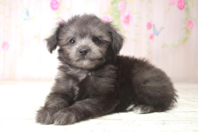 北海道のチワプー/プーチー(チワワ×プードル) (Coo&RIKU室蘭店/2025年11月12日生まれ/女の子/ブラック)の子犬の2枚目の画像