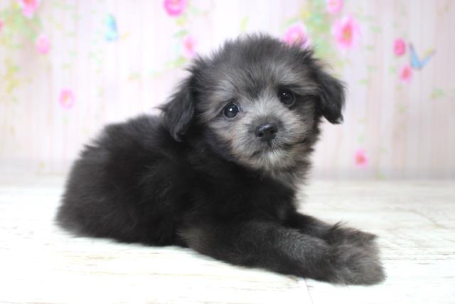 北海道のチワプー/プーチー(チワワ×プードル) (Coo&RIKU室蘭店/2025年11月12日生まれ/女の子/ブラック)の子犬の3枚目の画像