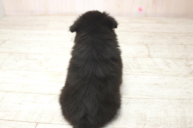 北海道のチワプー/プーチー(チワワ×プードル) (Coo&RIKU室蘭店/2025年11月12日生まれ/女の子/ブラック)の子犬の4枚目の画像