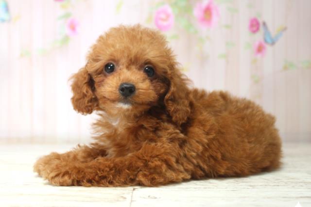 北海道のトイプードル(トイ) (Coo&RIKU室蘭店/2025年11月11日生まれ/男の子/レッド)の子犬の2枚目の画像