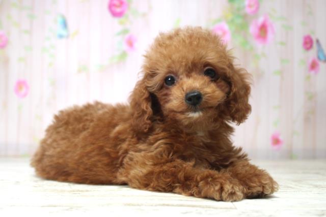 北海道のトイプードル(トイ) (Coo&RIKU室蘭店/2025年11月11日生まれ/男の子/レッド)の子犬の3枚目の画像