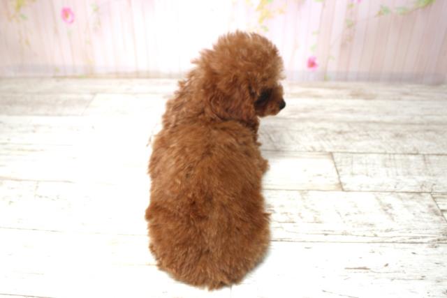 北海道のトイプードル(トイ) (Coo&RIKU室蘭店/2025年11月11日生まれ/男の子/レッド)の子犬の4枚目の画像