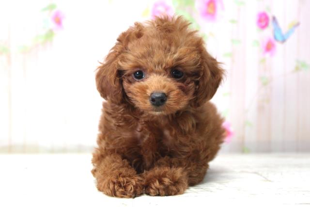 千葉県のトイプードル(トイ) (Coo&RIKUフレスポ稲毛店/2025年11月11日生まれ/女の子/レッド)の子犬の1枚目の画像