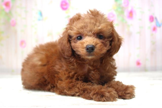 千葉県のトイプードル(トイ) (Coo&RIKUフレスポ稲毛店/2025年11月11日生まれ/女の子/レッド)の子犬の3枚目の画像