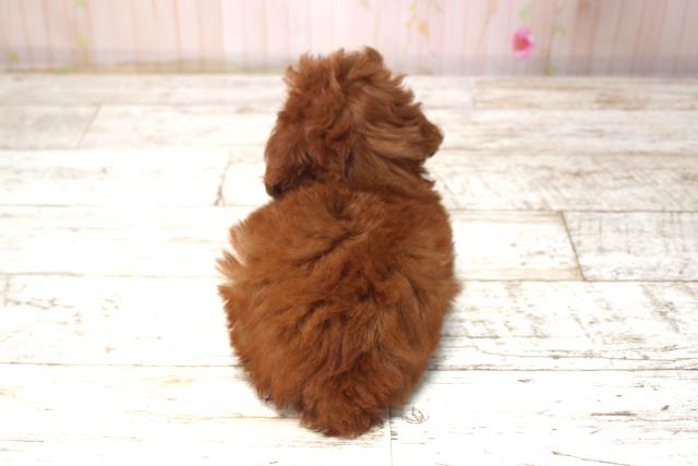 千葉県のトイプードル(トイ) (Coo&RIKUフレスポ稲毛店/2025年11月11日生まれ/女の子/レッド)の子犬の4枚目の画像