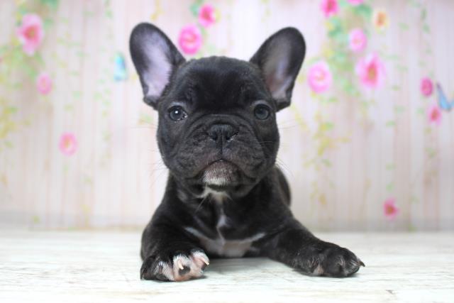 北海道のフレンチブルドッグ (Coo&RIKU釧路店/2025年11月15日生まれ/男の子/ブリンドル)の子犬の1枚目の画像