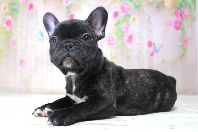 北海道のフレンチブルドッグ (Coo&RIKU釧路店/2025年11月15日生まれ/男の子/ブリンドル)の子犬の2枚目の画像