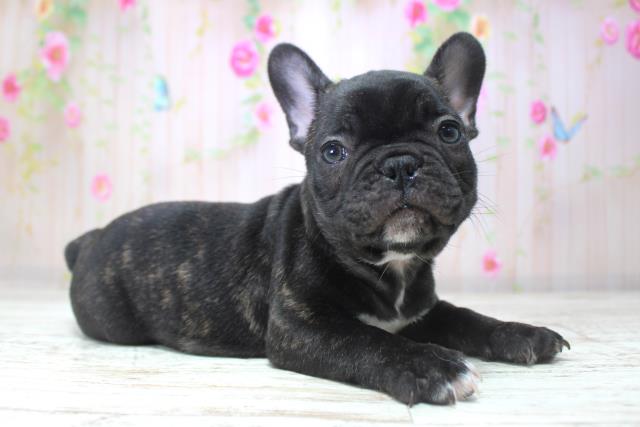 北海道のフレンチブルドッグ (Coo&RIKU釧路店/2025年11月15日生まれ/男の子/ブリンドル)の子犬の3枚目の画像