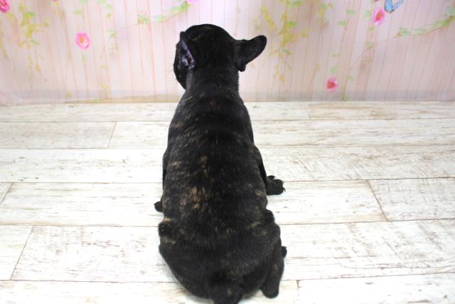 北海道のフレンチブルドッグ (Coo&RIKU釧路店/2025年11月15日生まれ/男の子/ブリンドル)の子犬の4枚目の画像