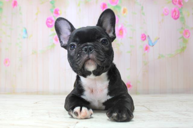 北海道のフレンチブルドッグ (Coo&RIKU室蘭店/2025年11月15日生まれ/男の子/ブリンドル)の子犬の1枚目の画像