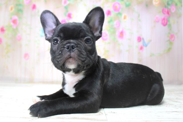 北海道のフレンチブルドッグ (Coo&RIKU室蘭店/2025年11月15日生まれ/男の子/ブリンドル)の子犬の2枚目の画像