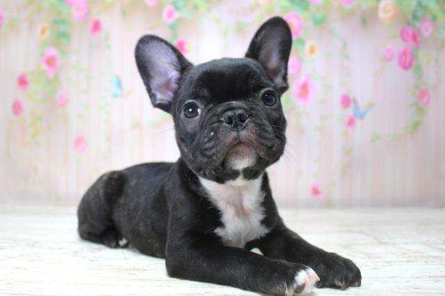 北海道のフレンチブルドッグ (Coo&RIKU室蘭店/2025年11月15日生まれ/男の子/ブリンドル)の子犬の3枚目の画像