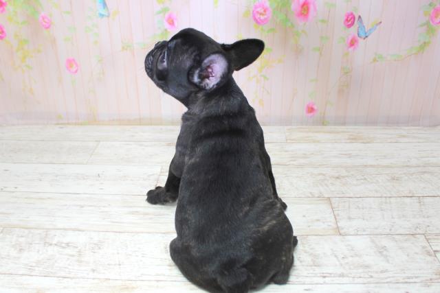 北海道のフレンチブルドッグ (Coo&RIKU室蘭店/2025年11月15日生まれ/男の子/ブリンドル)の子犬の4枚目の画像