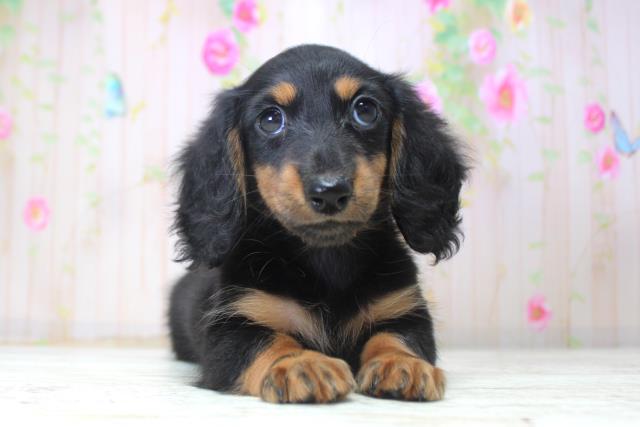 北海道のミニチュアダックスフンド(ロング) (Coo&RIKU苫小牧店/2025年11月17日生まれ/男の子/ブラックタン)の子犬の1枚目の画像