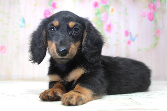 北海道のミニチュアダックスフンド(ロング) (Coo&RIKU苫小牧店/2025年11月17日生まれ/男の子/ブラックタン)の子犬の2枚目の画像