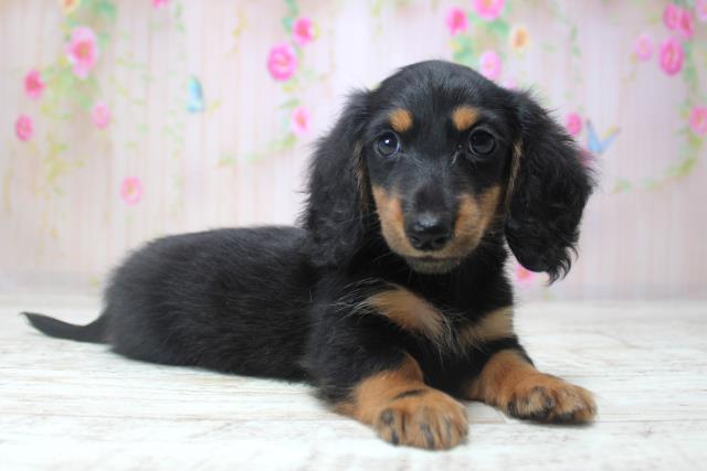 北海道のミニチュアダックスフンド(ロング) (Coo&RIKU苫小牧店/2025年11月17日生まれ/男の子/ブラックタン)の子犬の3枚目の画像