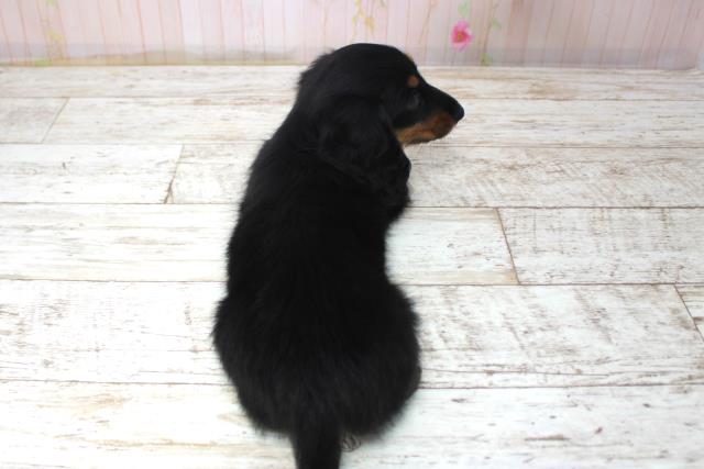 北海道のミニチュアダックスフンド(ロング) (Coo&RIKU苫小牧店/2025年11月17日生まれ/男の子/ブラックタン)の子犬の4枚目の画像