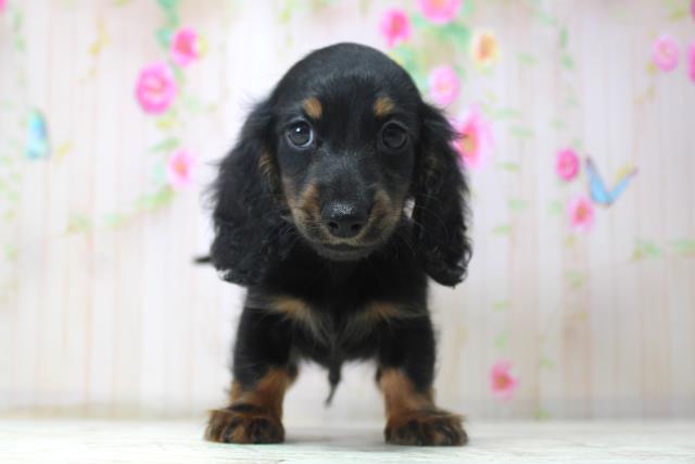 北海道のミニチュアダックスフンド(ロング) (Coo&RIKU帯広店/2025年11月17日生まれ/男の子/ブラックタン)の子犬の1枚目の画像