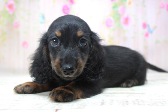 北海道のミニチュアダックスフンド(ロング) (Coo&RIKU帯広店/2025年11月17日生まれ/男の子/ブラックタン)の子犬の2枚目の画像