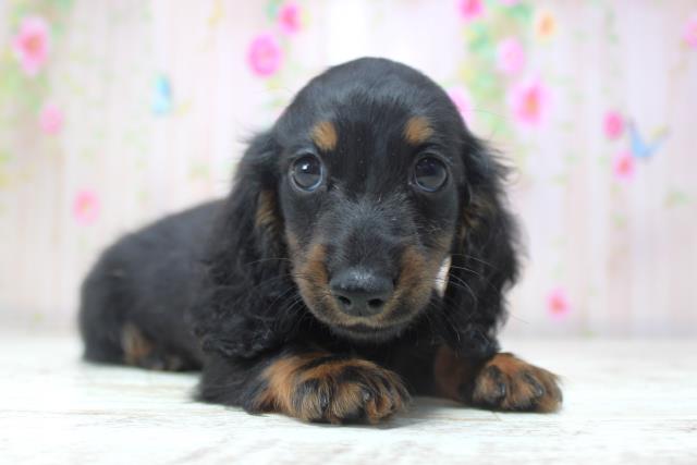 北海道のミニチュアダックスフンド(ロング) (Coo&RIKU帯広店/2025年11月17日生まれ/男の子/ブラックタン)の子犬の3枚目の画像