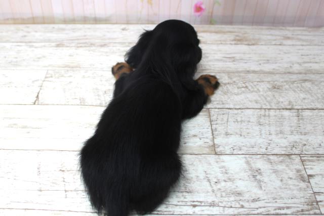 北海道のミニチュアダックスフンド(ロング) (Coo&RIKU帯広店/2025年11月17日生まれ/男の子/ブラックタン)の子犬の4枚目の画像