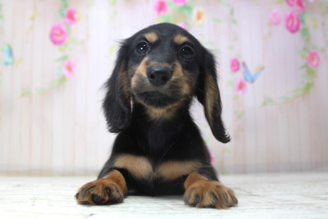 北海道のミニチュアダックスフンド(ロング) (Coo&RIKU札幌西店/2025年11月17日生まれ/女の子/ブラックタン)の子犬の1枚目の画像