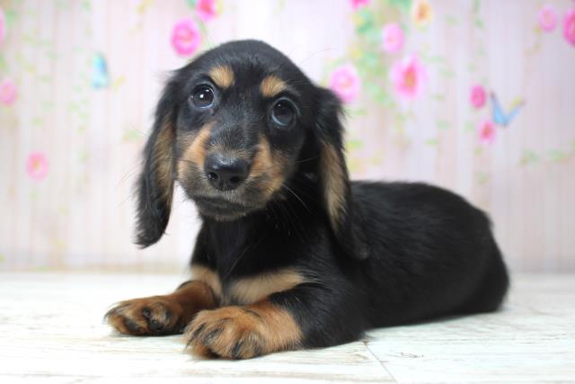 北海道のミニチュアダックスフンド(ロング) (Coo&RIKU札幌西店/2025年11月17日生まれ/女の子/ブラックタン)の子犬の2枚目の画像