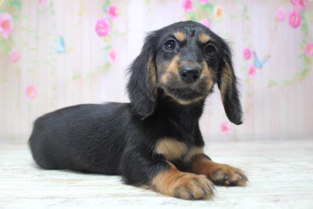 北海道のミニチュアダックスフンド(ロング) (Coo&RIKU札幌西店/2025年11月17日生まれ/女の子/ブラックタン)の子犬の3枚目の画像