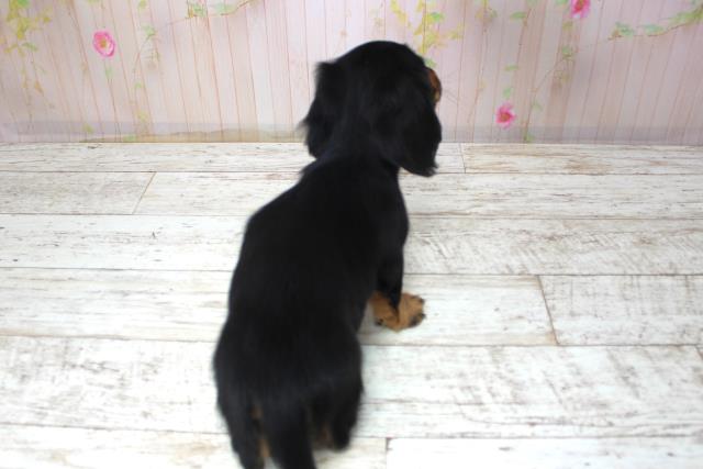 北海道のミニチュアダックスフンド(ロング) (Coo&RIKU札幌西店/2025年11月17日生まれ/女の子/ブラックタン)の子犬の4枚目の画像