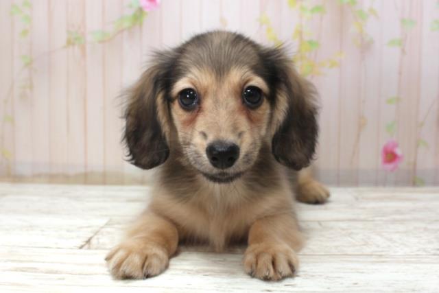 北海道のミニチュアダックスフンド(ロング) (Coo&RIKU室蘭店/2025年11月17日生まれ/女の子/シェーデットイエロー)の子犬の1枚目の画像