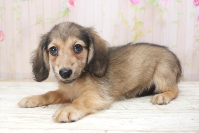 北海道のミニチュアダックスフンド(ロング) (Coo&RIKU室蘭店/2025年11月17日生まれ/女の子/シェーデットイエロー)の子犬の2枚目の画像