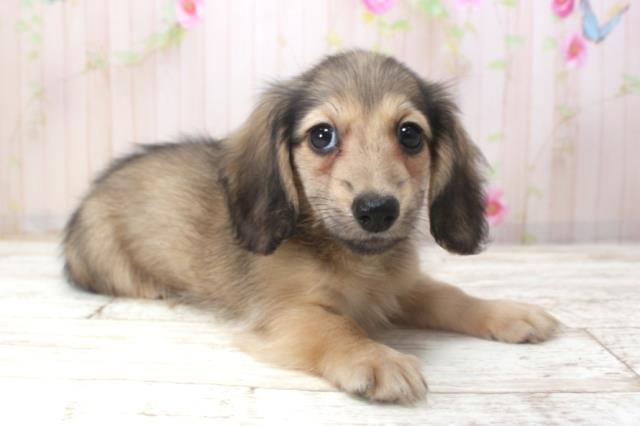 北海道のミニチュアダックスフンド(ロング) (Coo&RIKU室蘭店/2025年11月17日生まれ/女の子/シェーデットイエロー)の子犬の3枚目の画像