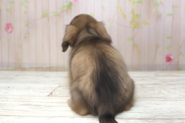 北海道のミニチュアダックスフンド(ロング) (Coo&RIKU室蘭店/2025年11月17日生まれ/女の子/シェーデットイエロー)の子犬の4枚目の画像