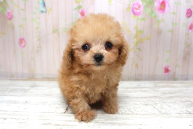 千葉県のトイプードル(トイ) (Coo&RIKUフレスポ稲毛店/2025年11月17日生まれ/男の子/レッド)の子犬の1枚目の画像