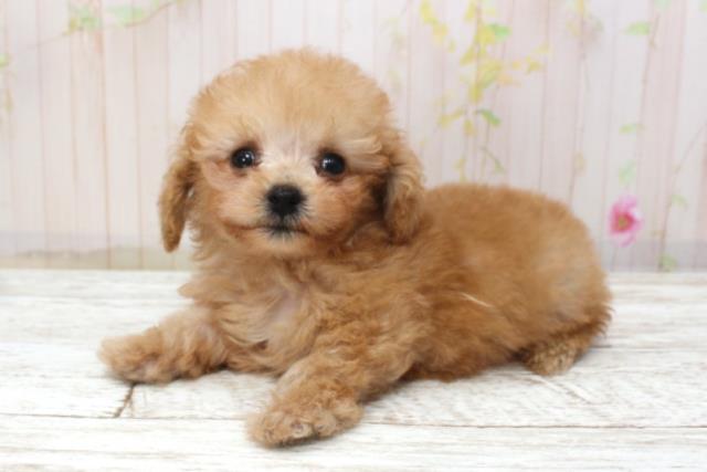 千葉県のトイプードル(トイ) (Coo&RIKUフレスポ稲毛店/2025年11月17日生まれ/男の子/レッド)の子犬の2枚目の画像