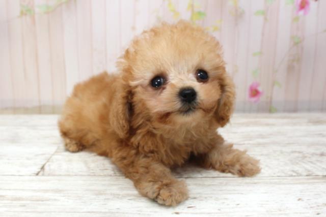 千葉県のトイプードル(トイ) (Coo&RIKUフレスポ稲毛店/2025年11月17日生まれ/男の子/レッド)の子犬の3枚目の画像