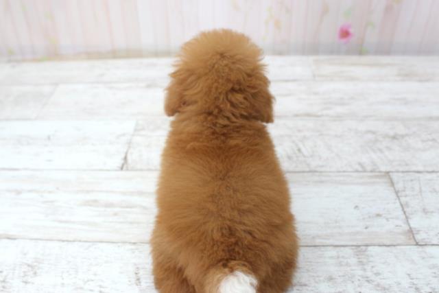 千葉県のトイプードル(トイ) (Coo&RIKUフレスポ稲毛店/2025年11月17日生まれ/男の子/レッド)の子犬の4枚目の画像