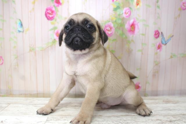 北海道のパグ (Coo&RIKU札幌東店/2025年11月10日生まれ/男の子/フォーン)の子犬の2枚目の画像