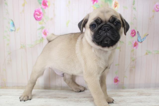 北海道のパグ (Coo&RIKU札幌東店/2025年11月10日生まれ/男の子/フォーン)の子犬の3枚目の画像