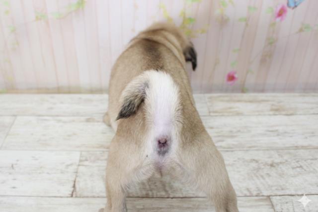 北海道のパグ (Coo&RIKU札幌東店/2025年11月10日生まれ/男の子/フォーン)の子犬の4枚目の画像