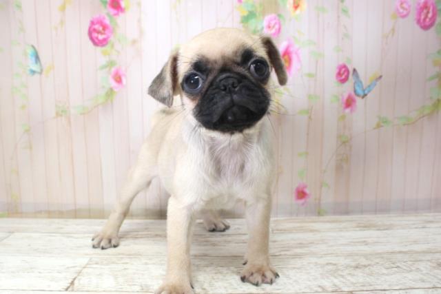 北海道のパグ (Coo&RIKU苫小牧店/2025年11月10日生まれ/女の子/フォーン)の子犬の1枚目の画像