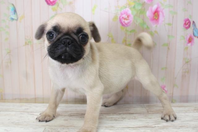 北海道のパグ (Coo&RIKU苫小牧店/2025年11月10日生まれ/女の子/フォーン)の子犬の2枚目の画像