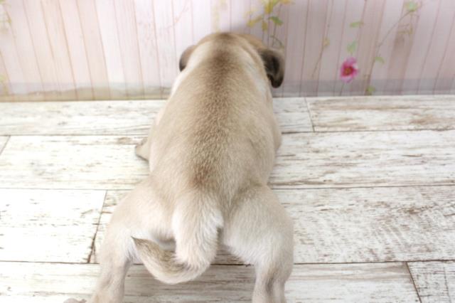 北海道のパグ (Coo&RIKU苫小牧店/2025年11月10日生まれ/女の子/フォーン)の子犬の4枚目の画像