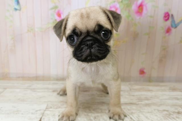 北海道のパグ (Coo&RIKU北見店/2025年11月10日生まれ/女の子/フォーン)の子犬の1枚目の画像