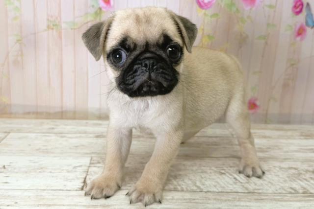 北海道のパグ (Coo&RIKU北見店/2025年11月10日生まれ/女の子/フォーン)の子犬の2枚目の画像