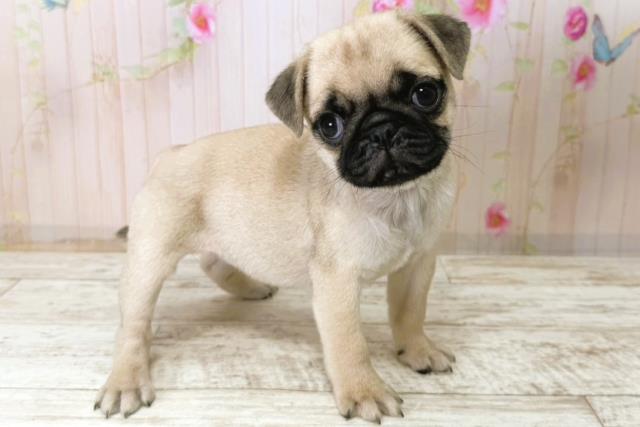 北海道のパグ (Coo&RIKU北見店/2025年11月10日生まれ/女の子/フォーン)の子犬の3枚目の画像