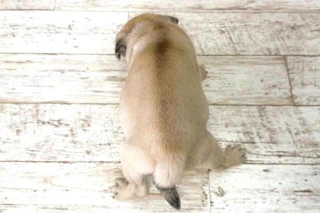 北海道のパグ (Coo&RIKU北見店/2025年11月10日生まれ/女の子/フォーン)の子犬の4枚目の画像